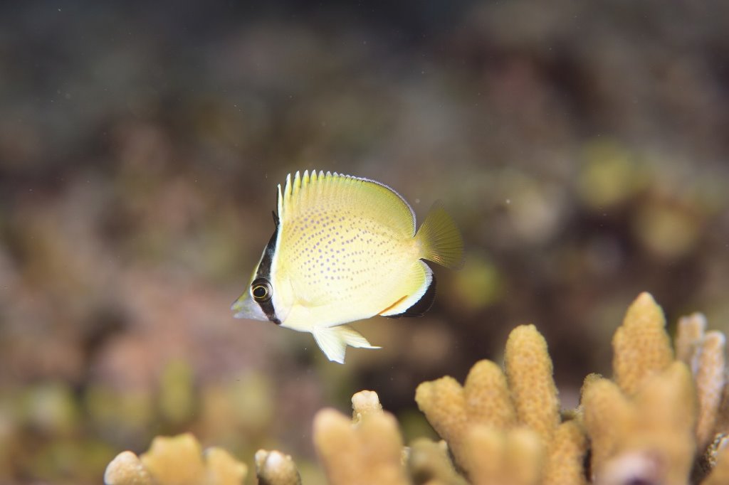 A T Company トップページ 大垣市でおすすめの熱帯魚 雑貨の通販なら当店へ